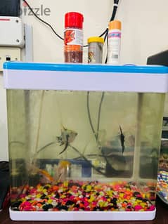 COMPLETE FISHTANK WITH GOLD FISH AND ANGEL FISH