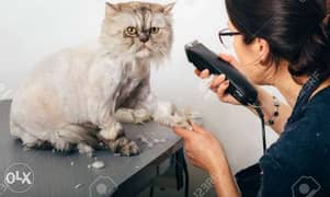Cat Grooming 0
