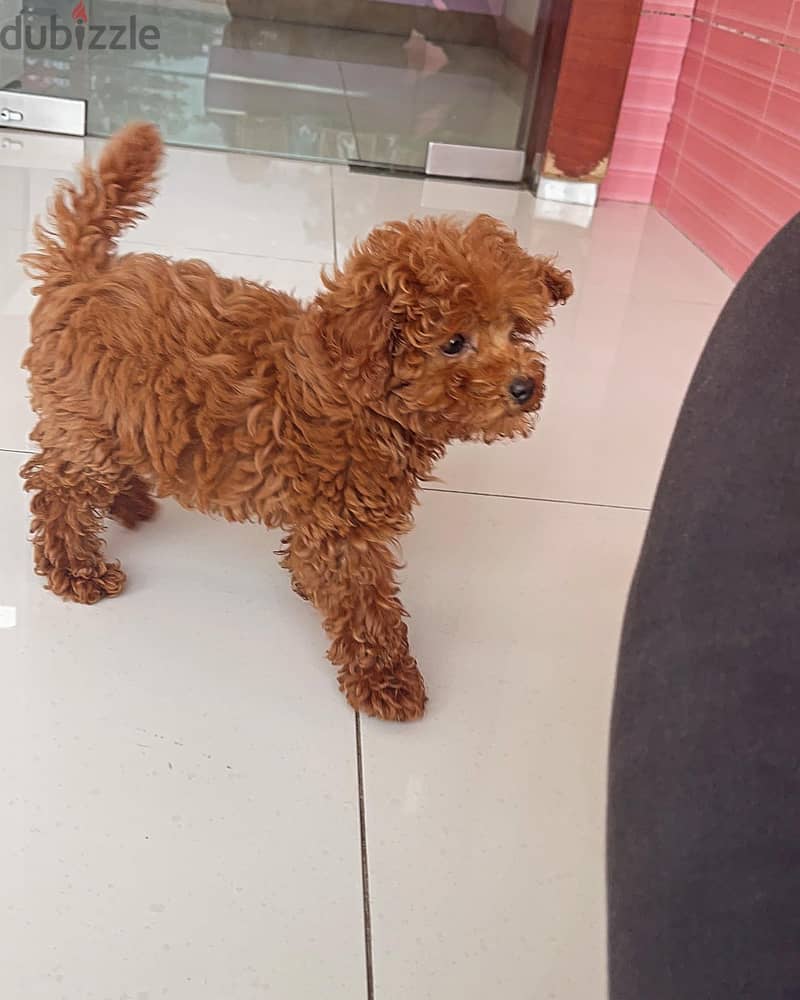 Purebreed Toy Poodle 0