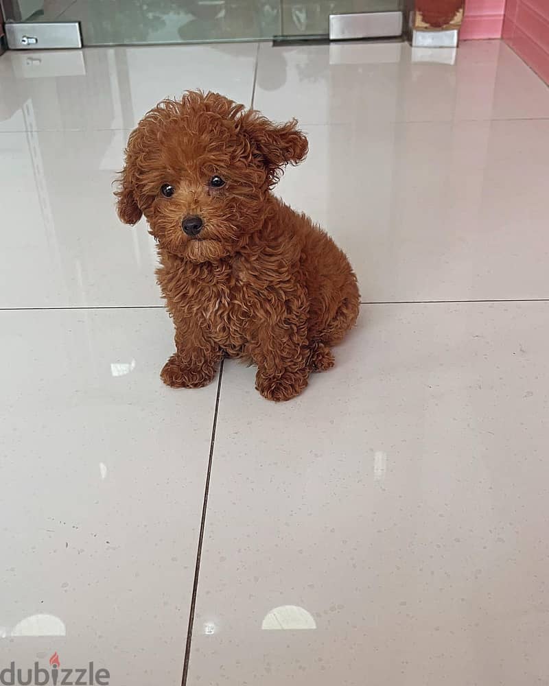 Purebreed Toy Poodle 1