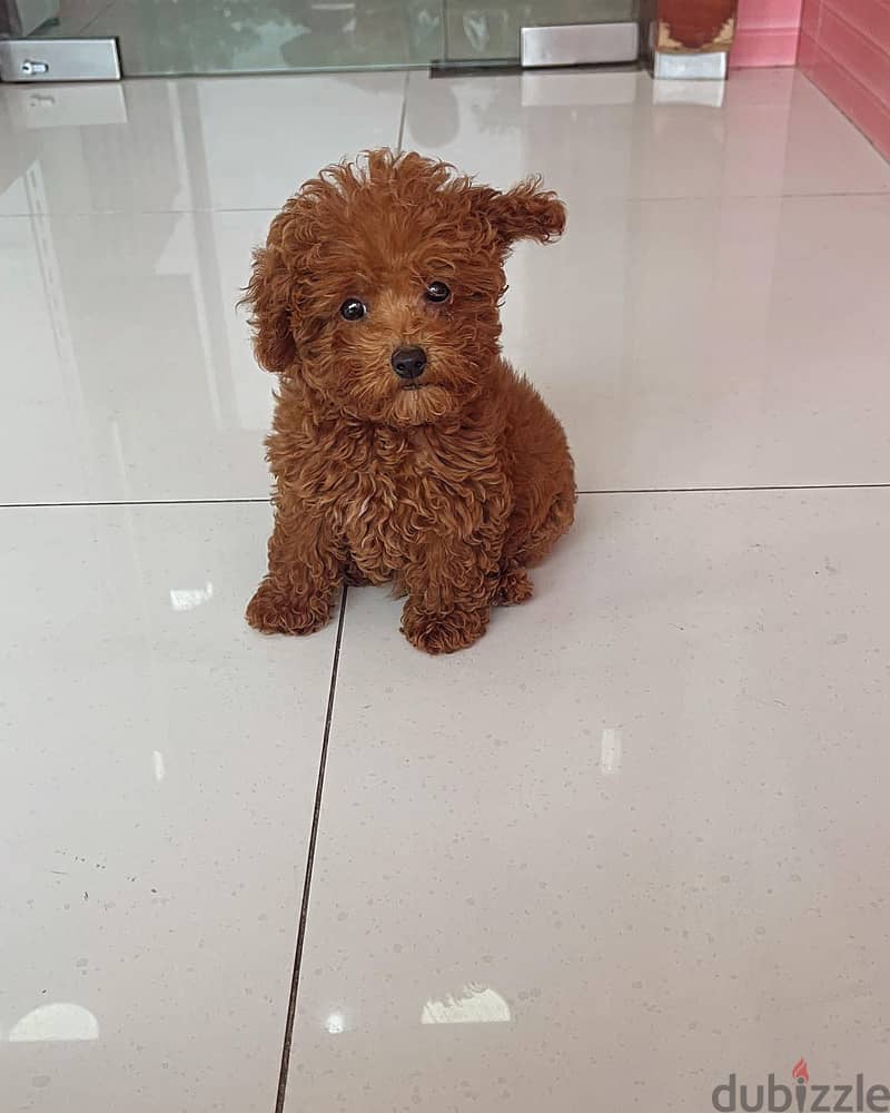 Purebreed Toy Poodle 2