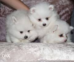 adorable pomeranian babies for rehoming 0