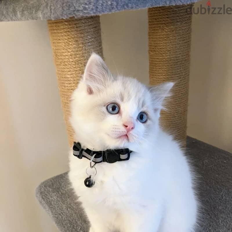 Ragdoll Kitten 1