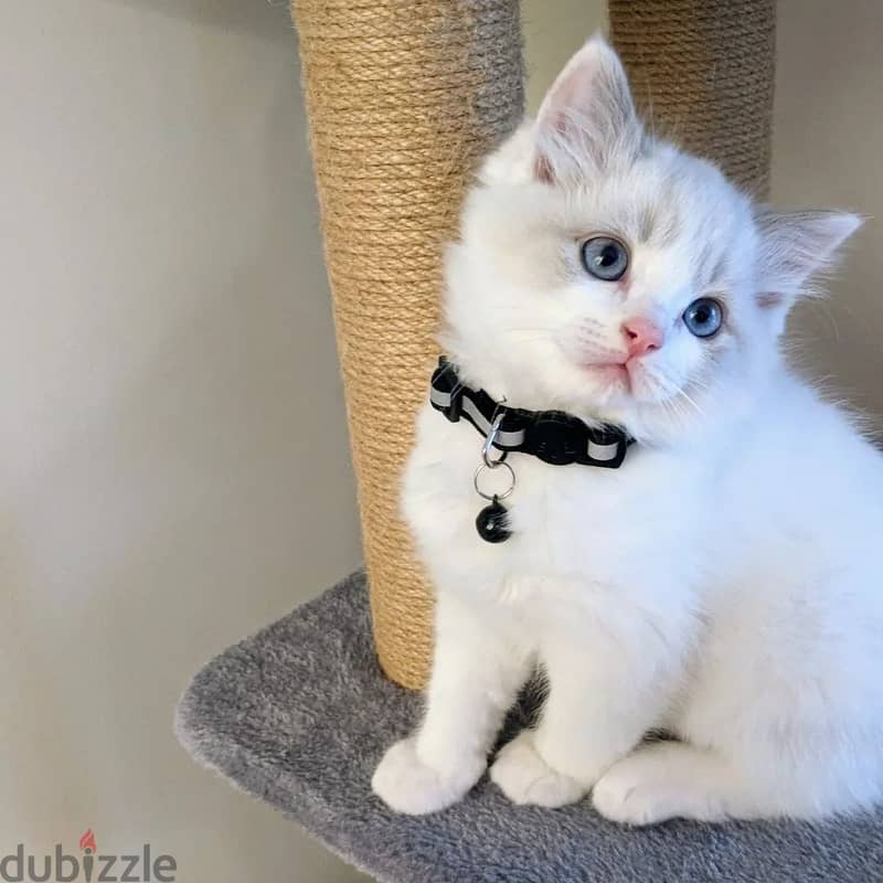 Ragdoll Kitten 3