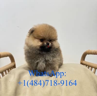 Cream Pomeranian puppy