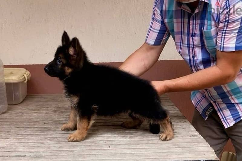 G-Shepherd puppy for sale 0