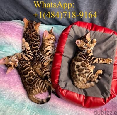 Boy and Girl Bengal