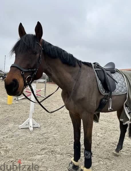 Hannoveraner Springpferd Horse for sale 0