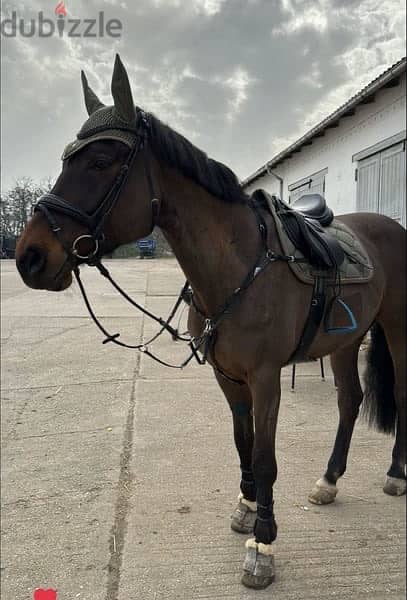 Hannoveraner Springpferd Horse for sale 1