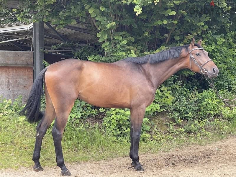 Langbeiniger, sprunggewaltiger, bildschöner Youngster 1