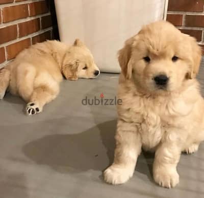 Golden Retriever Puppy