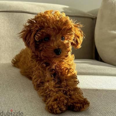 Poodle Puppy