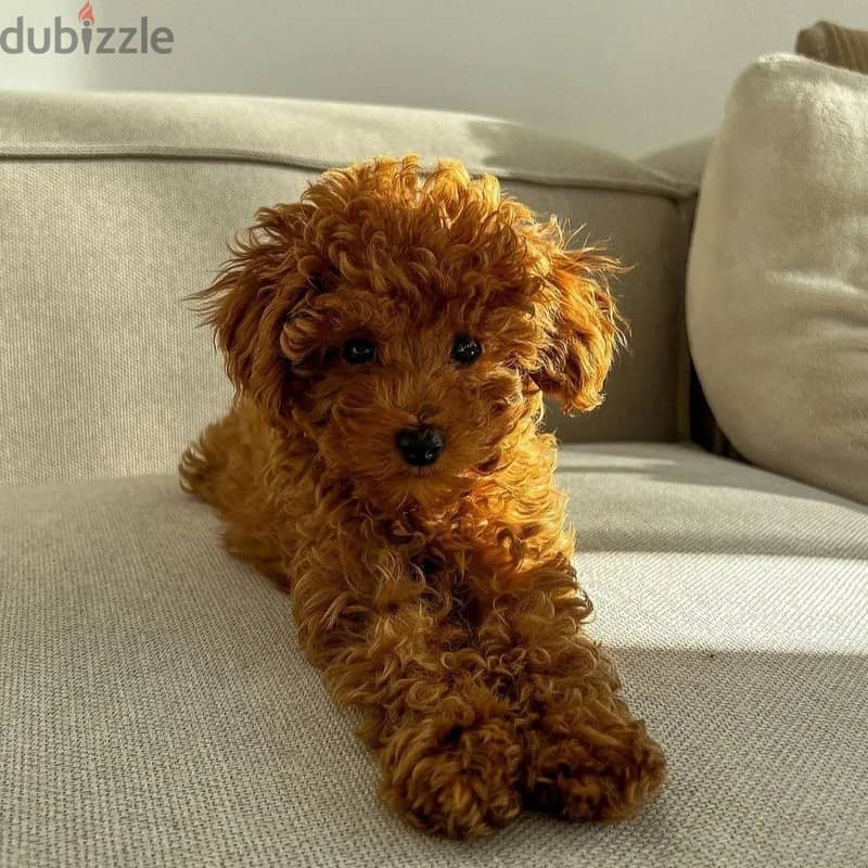 Poodle Puppy 1