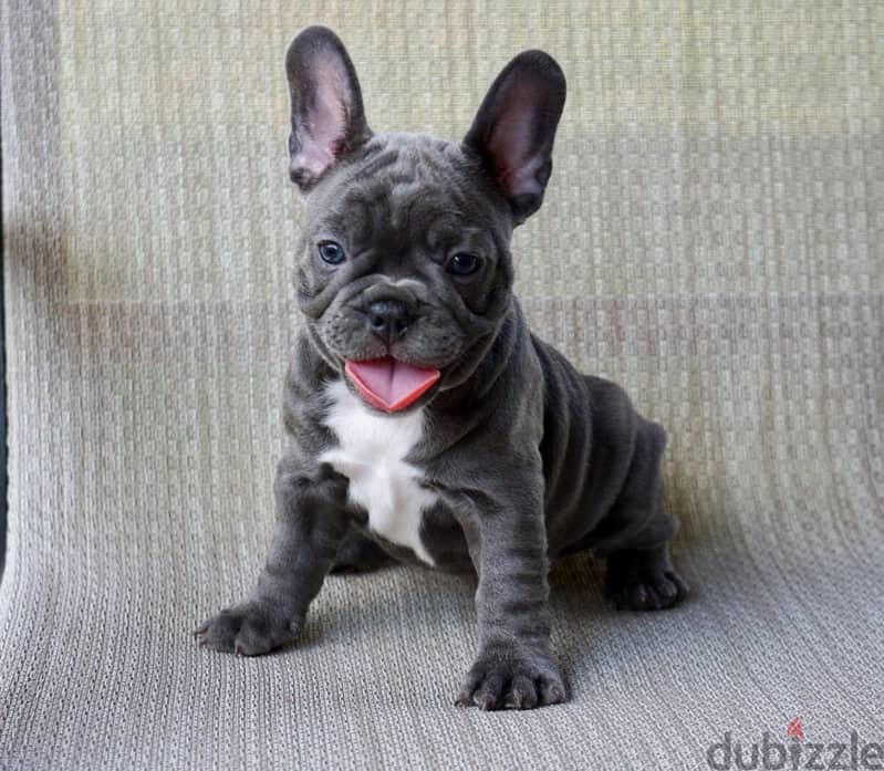 French Bull Dog 0