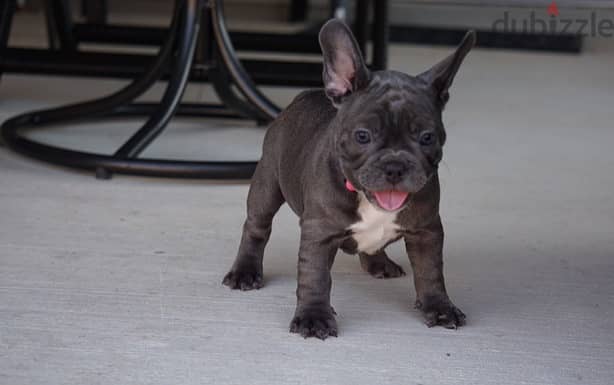 French Bull Dog 1