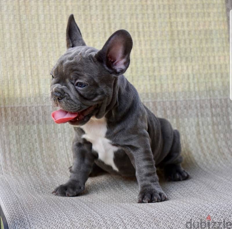 French Bull Dog 2