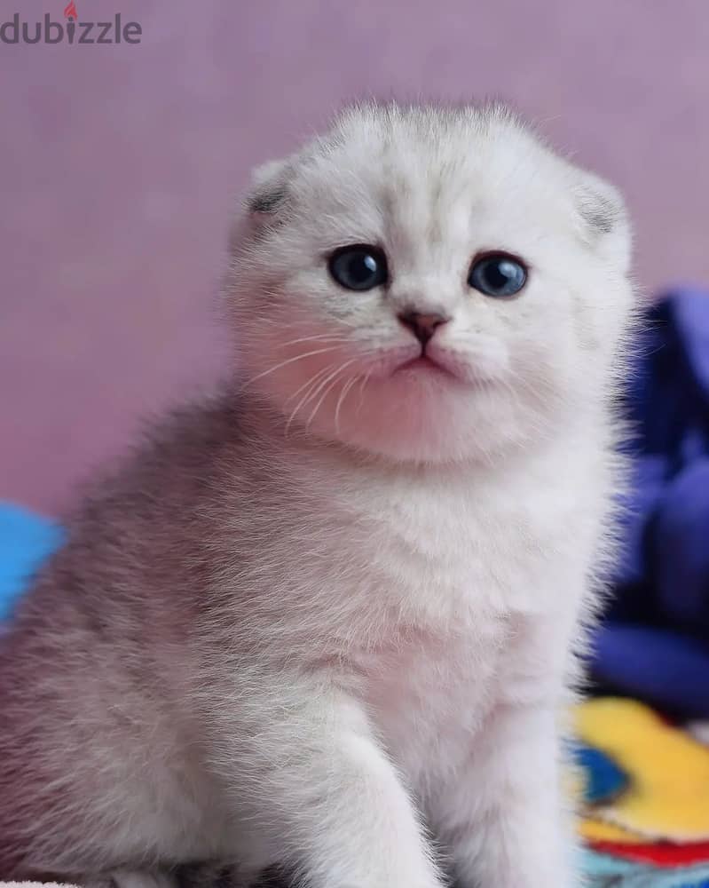 Scottish Fold Kitten 1