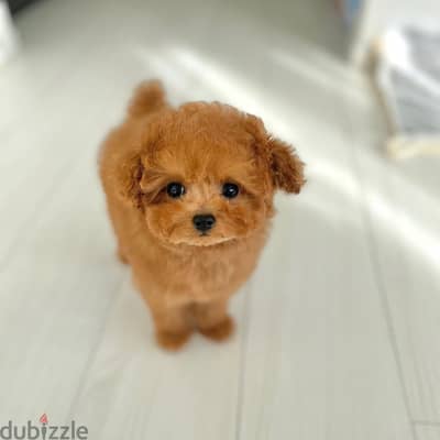 Poodle Puppy