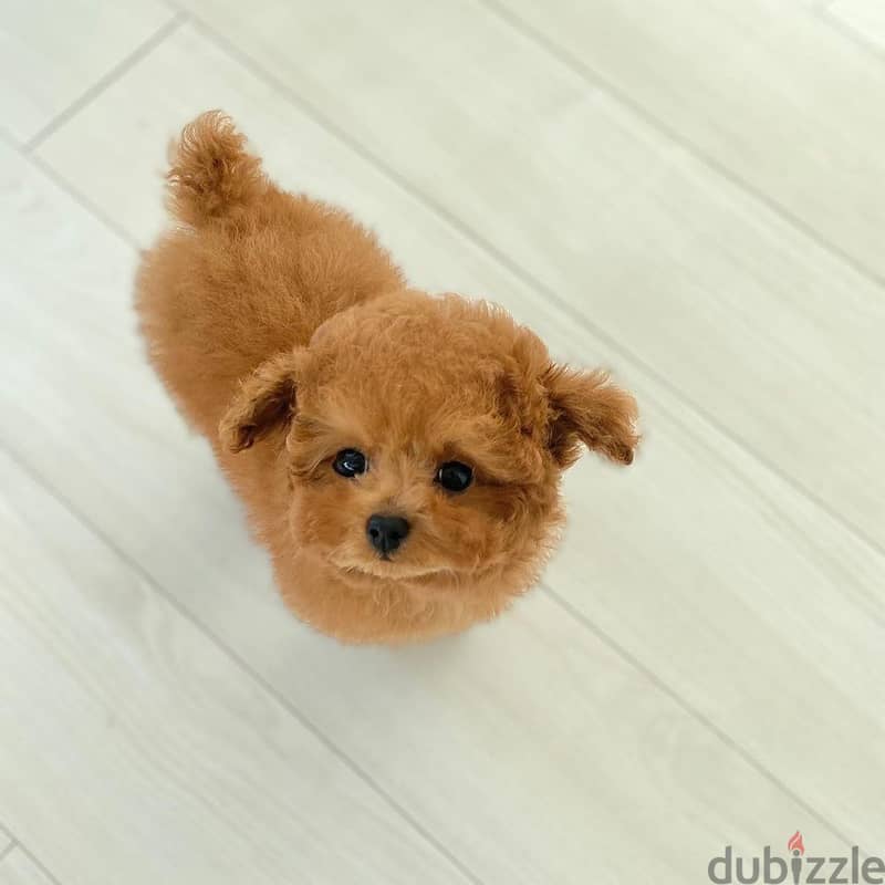 Poodle Puppy 1