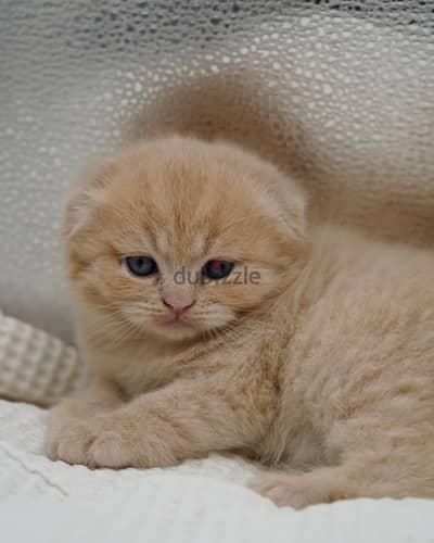 Scottish Fold Kitten