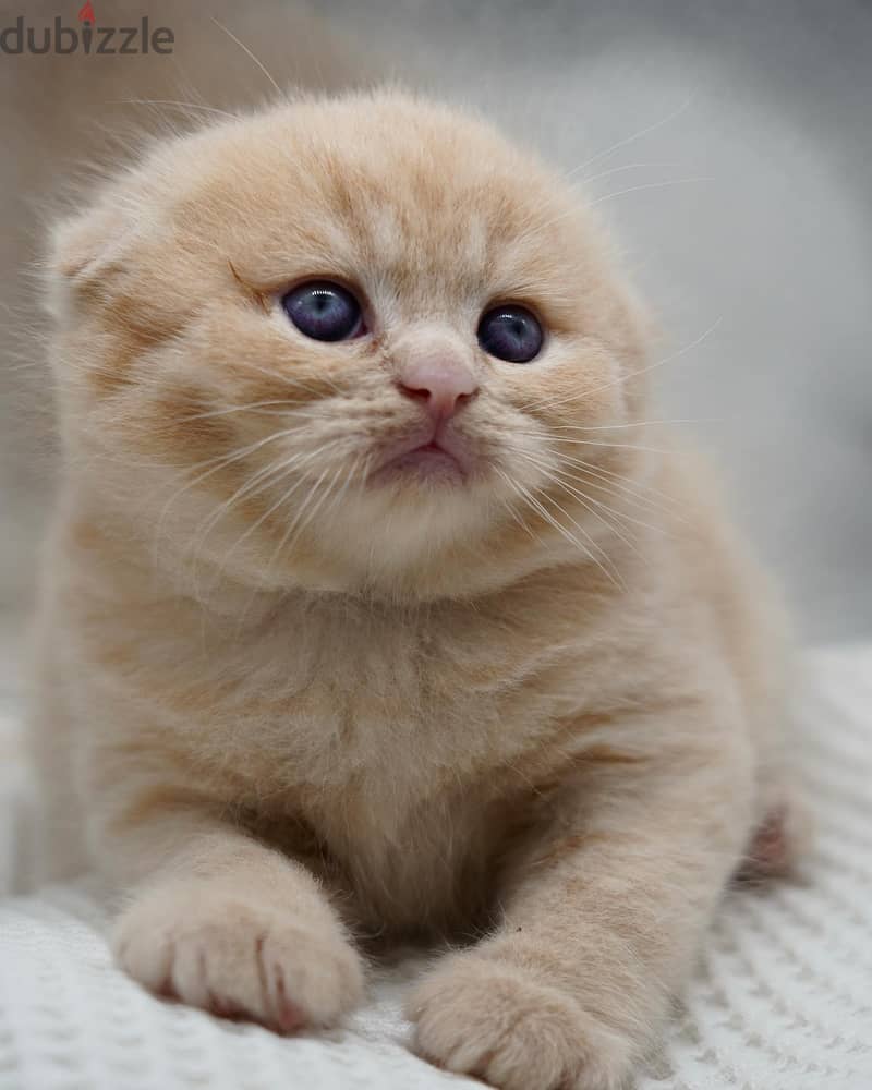 Scottish Fold Kitten 1