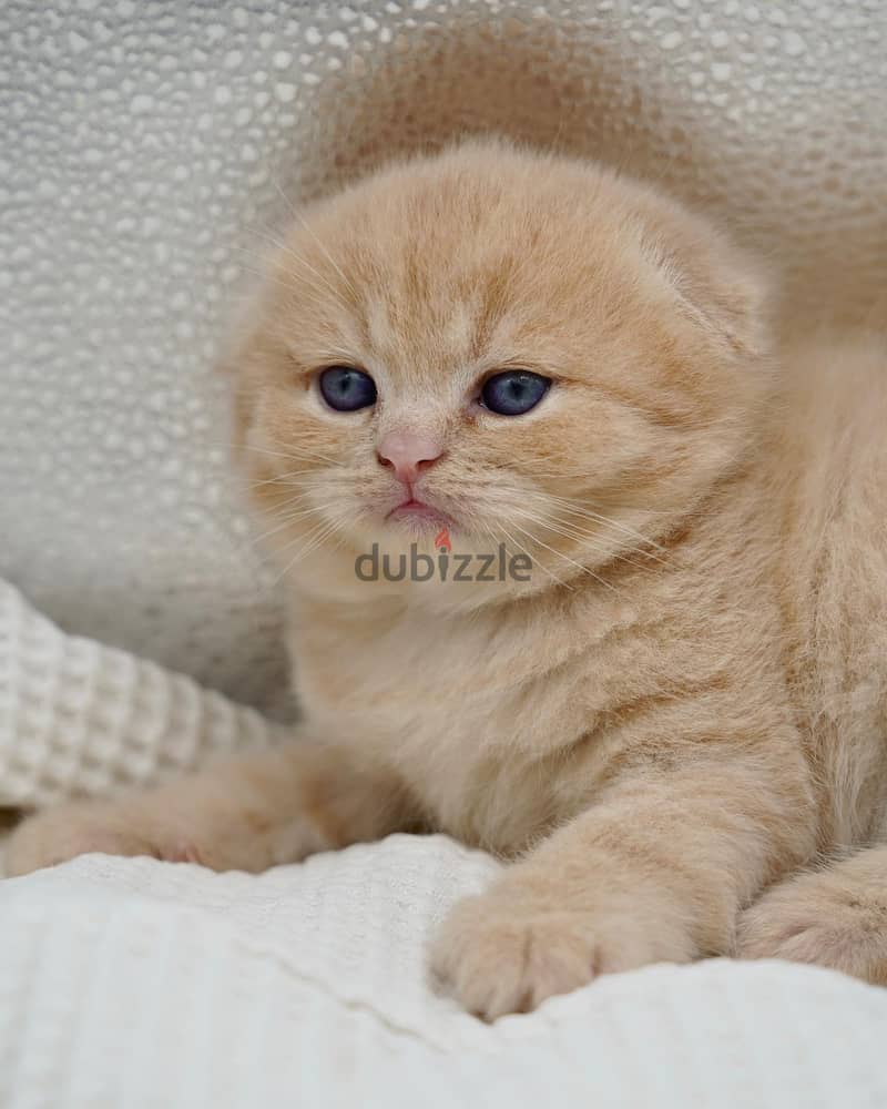 Scottish Fold Kitten 2