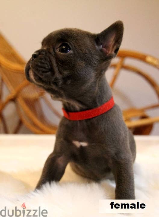 French bulldog puppies 0