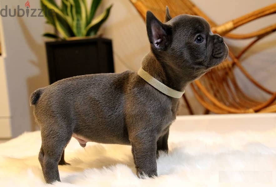 French bulldog puppies 2