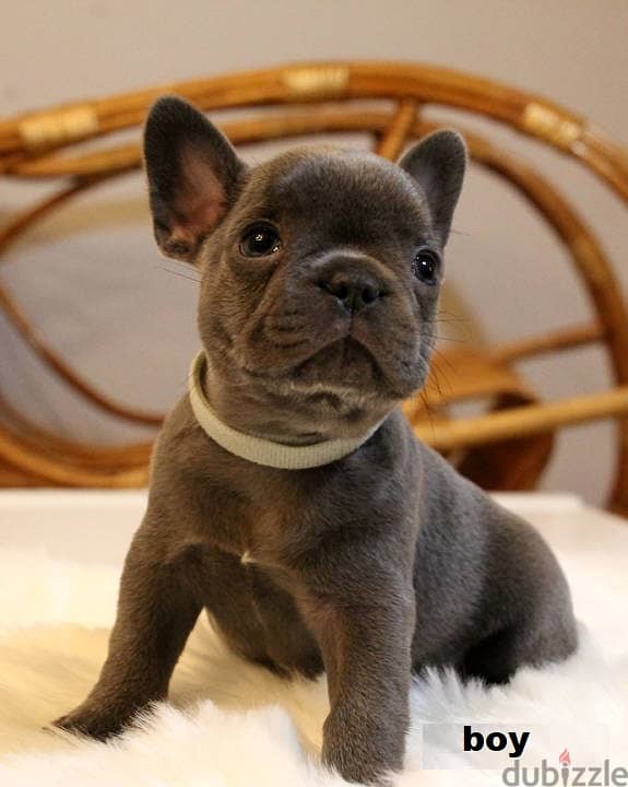 French bulldog puppies 3