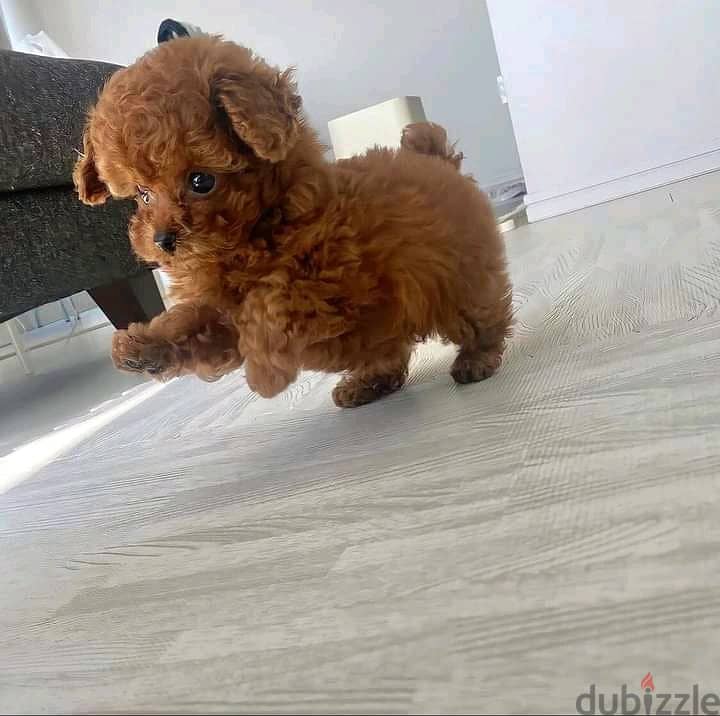 Poodle Puppie 0