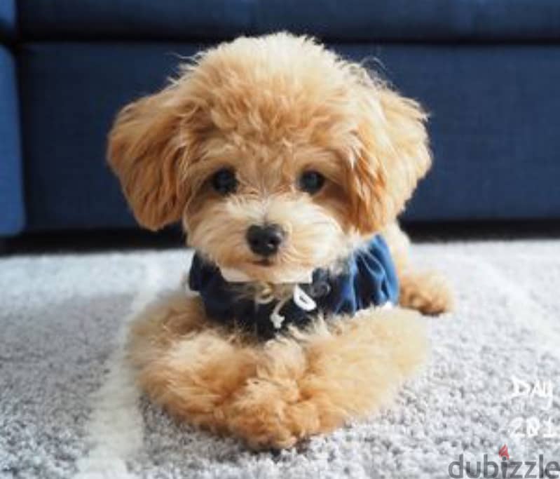 Poodle Puppy 3