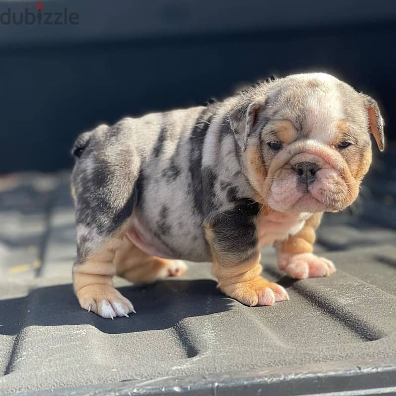 English Bulldog Puppies 1