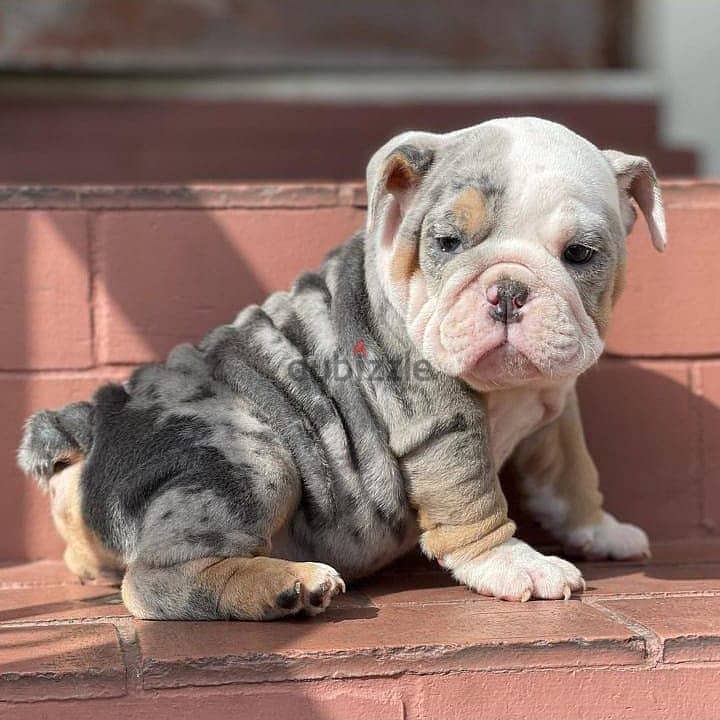 English Bulldog Puppies 2