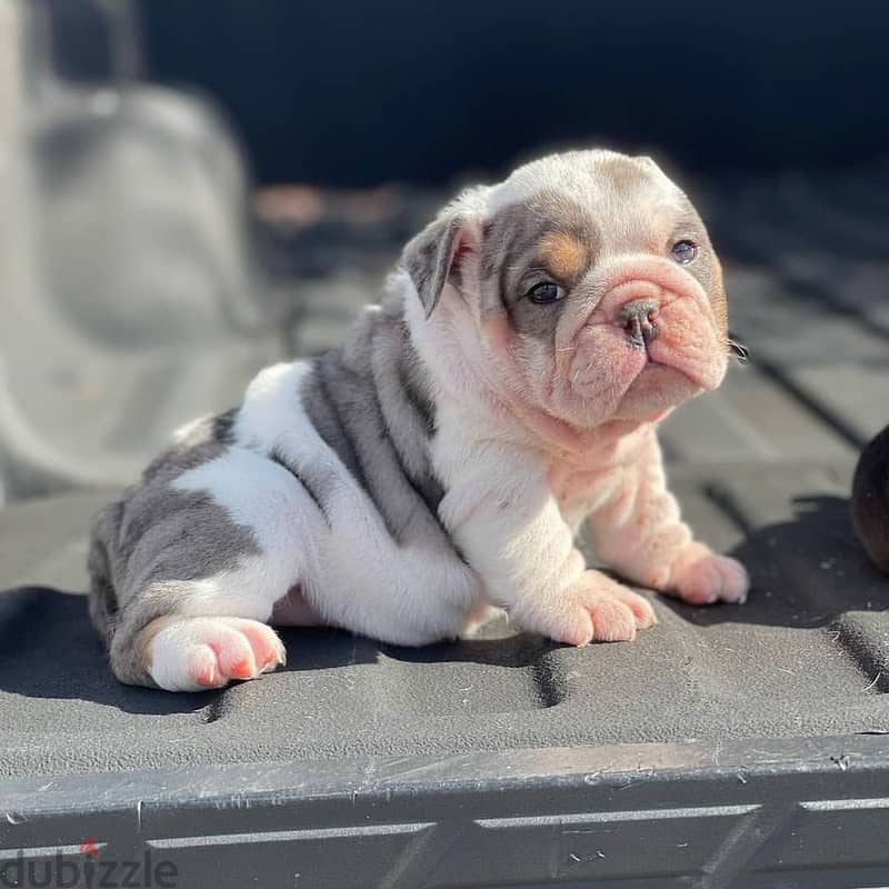 English Bulldog Puppies 3