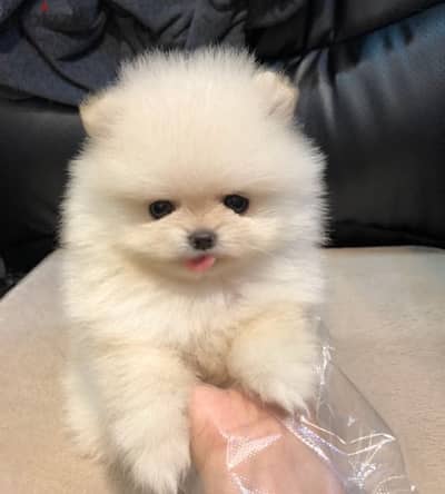 White Pomer,anian puppy