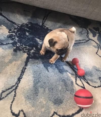 Male Pug puppy for sale