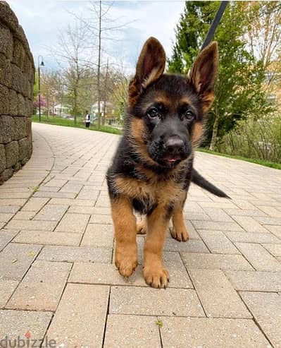 German Shepherd  for sale