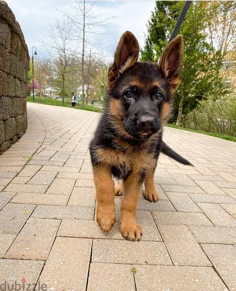 German Shepherd  for sale 0