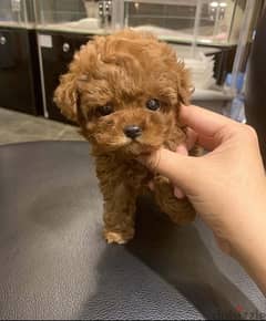 Purebred  Poodle puppy