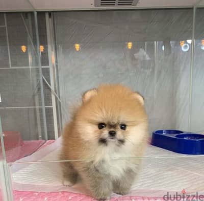 Cream male Pomer,anian puppy