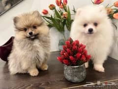 Male & Female Pomer,anian puppy’s 0