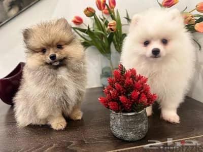 Male & Female Pomer,anian puppy’s