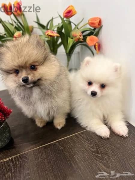 Male & Female Pomer,anian puppy’s 1