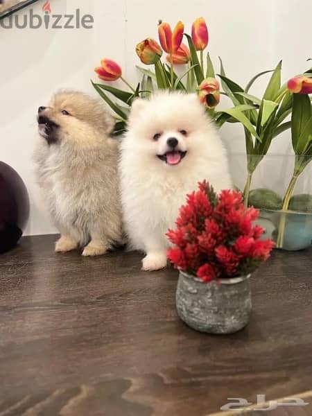 Male & Female Pomer,anian puppy’s 2