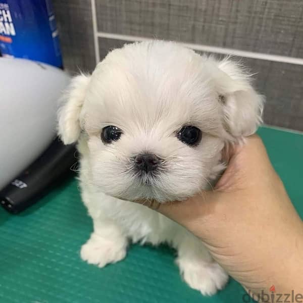 Maltese Male Puppy . Whatsapp me +1(484),718‑,9164‬. 0