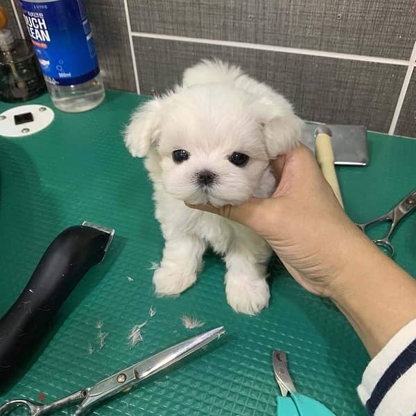 Maltese Male Puppy . Whatsapp me +1(484),718‑,9164‬. 1