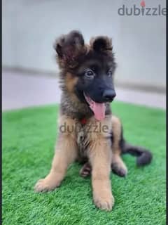 German Shepherd puppy
