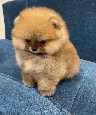 Cream male Pomer,anian puppy