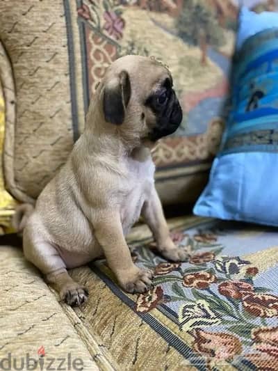 Trained Pug male puppy Whatsapp me +1(484),718‑,9164‬.