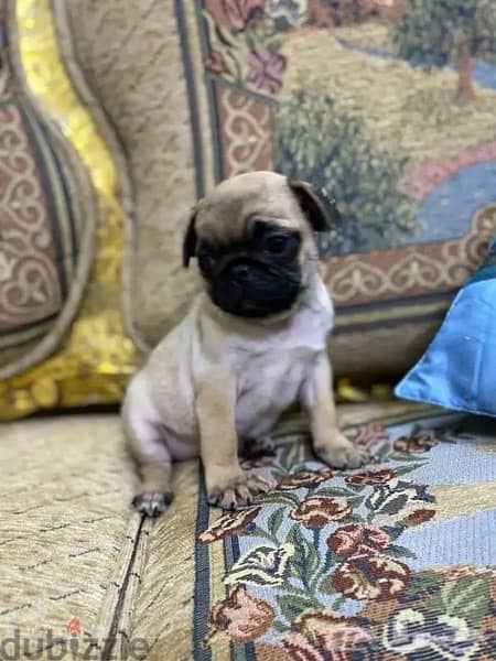 Trained Pug male puppy Whatsapp me +1(484),718‑,9164‬. 1